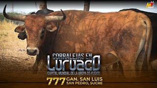 Luruaco Atlantico 2024 Toros De La Ganaderia San Luis [upl. by Ilehs]