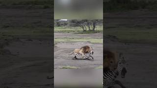 The Ultimate Showdown Lion vs Zebra lion wildlife [upl. by Assyn]