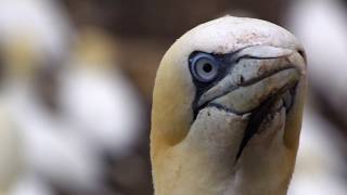 Northern Gannets on Bass Rock [upl. by Manwell]