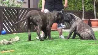 Dogo Canario Wurfplanung 2015 Heidi und Butze [upl. by Gemini]