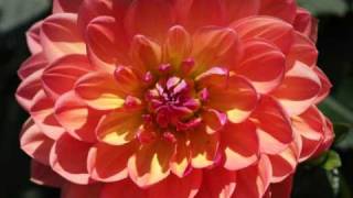 DahlienImpressionen Dahlias [upl. by Nnyl]