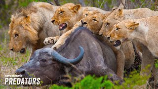 Lions Strike Wildebeest Herd in Ambush  Nomads of the Serengeti 101 [upl. by Kitti]