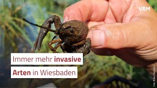 Immer mehr invasive Arten werden in Wiesbaden heimisch [upl. by Bernelle]