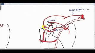 anastomosis around shoulder joint DR SAMEH GHAZY [upl. by Otsirc]