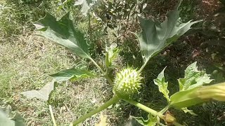 quotUnveiling Datura Stramonium The Enigmatic Jimson Weedquot [upl. by Dempster]