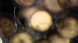 Xenopus tropicalis  Gastrulation [upl. by Ioj]