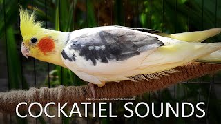 Cockatiel Singing Cockatiel Call Sounds  Male Cockatiel Dono [upl. by Rawna]