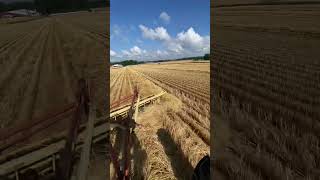 Windrowing Straw With A 1942 Farmall H [upl. by Petty]