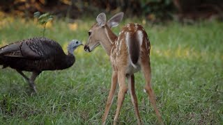 Turkeys Play with Deer and Squirrels  BBC Earth [upl. by Iddet]