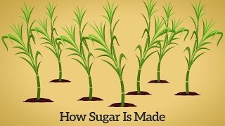 How Cane Sugar Is Made [upl. by Charlotta]