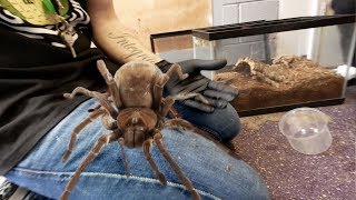 DANGER HANDLING THE LARGEST SPIDER IN THE WORLD  BRIAN BARCZYK [upl. by Carleton]