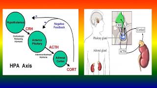 ACTH stimulation test [upl. by Magee]