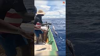 Catching Abundant Rosy Snapper Fish in the Deep Sea fishing fishingvideo fishingtime [upl. by Gosnell]