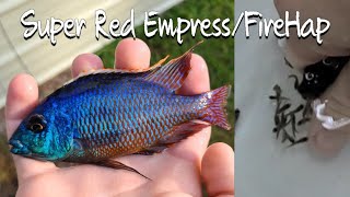 Super red empress breeder colony Stripping lots of fry [upl. by Euridice]