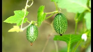 HOW TO GROW CUCAMELONS [upl. by Artnoed]