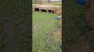 Pescando em grota na beira da estrada [upl. by Ashelman]