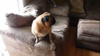 Funny whining Pug [upl. by Ogdon]