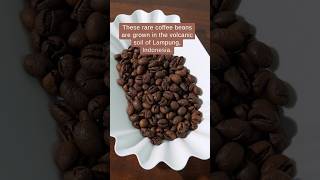 Kopi Peaberry Robusta Lampung homebrewer coffee [upl. by Nalani870]