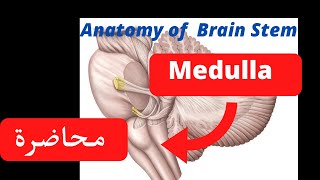 Anatomy of Medulla oblongata شرح [upl. by Griffith]