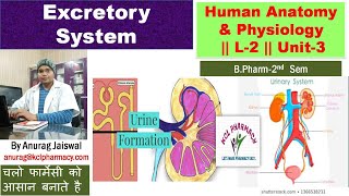 Excretion System  L2 Unit3  Urinary System  Nephron  Urine Formation [upl. by Lenehc697]