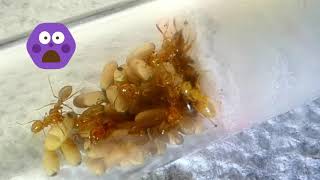 Parasitic queens info and care [upl. by Renate]