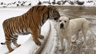 Funniest Confused Pets Compilation  Funny Pet Videos [upl. by Tarsuss]