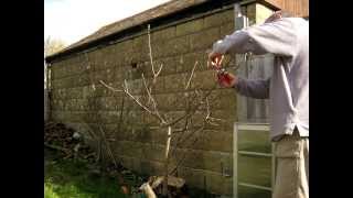 Pruning bush apple tree  4 year timelapse [upl. by Ewer]