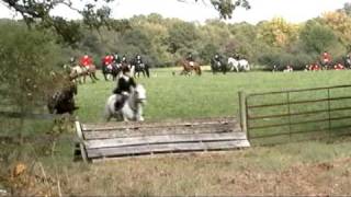 Opening Day Fox Hunt  Jumping a coop [upl. by Bone]