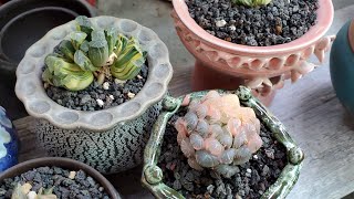 Haworthia on sale 10012024 📞 408 834 5979 LIÊNCHINH koreansucculents haworthiaaeonium [upl. by Anaic]