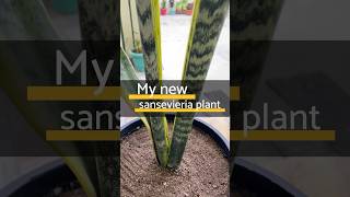 My favorite Sansevieria Plant garden nursery plants [upl. by Treve]