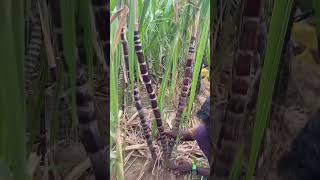 கரும்பு 🎋 Saccharum officinarum🎋 adventitious root 🎋 kanyakumari biology biology [upl. by Dualc]