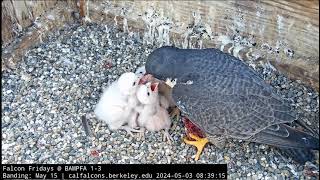 Cal Falcons UC Berkeley Sokoły  Archie amp Annie  Drugie śniadanie czworaczków🐥🌹🍀🐥🌹🍀 🐥🌹🍀🐥🌹🍀 [upl. by Gabor]