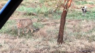 Perros salvajes africanos vs guepardos  National Geographic [upl. by Ronen]