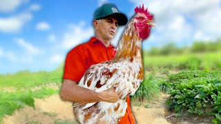 Farmer Accidentally Raises Giant Chicken [upl. by Akinirt]