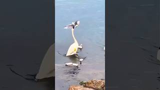 Power of mother swan swan mother animalvideos funnyanimals birds duck hen pet petshop ai [upl. by Dollar]