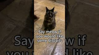 Have you ever heard a Maine Coon cat meowing [upl. by Yawnoc]