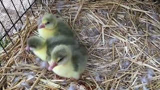 Goslings hatched last night ❤️ [upl. by Sulihpoeht]