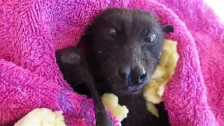 Newly rescued bat stuffs his cheeks with banana [upl. by Aneda]