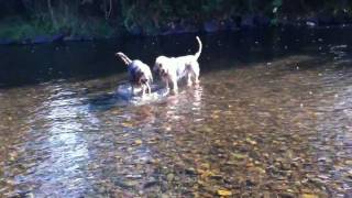 Blue Fairy Otterhounds In the River [upl. by Nevanod56]