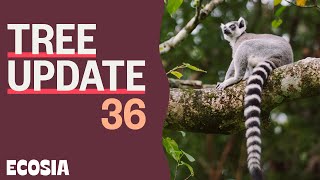 Revealing our Madagascar Adventure  Tree Update 36 [upl. by Annoval]