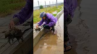 Storm Drain Unclogging Essential Steps to Drain a Flooded Street shorts video viralvideo [upl. by Sedecrem]