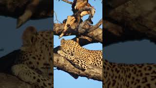 Leopardess with her kill nature adventure relaxingmusic love animals wildlife safarilife [upl. by Kan860]