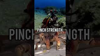 Mantis Shrimp VS Coconut crab [upl. by Pfeifer]