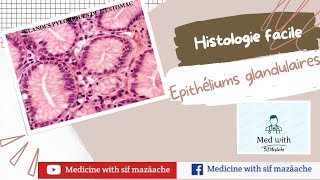 2 Les Epithéliums Glandulaires Histologie 1ère MED [upl. by Anoel]