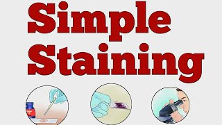 SIMPLE STAINING MICROBIOLOGY norcet microbiology nursing viralvideo shorts [upl. by Aninat]