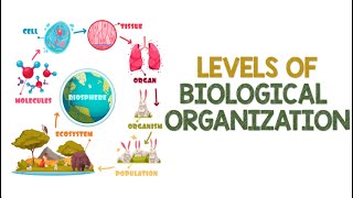 Levels of Biological Organization  Animation [upl. by Annovoj]