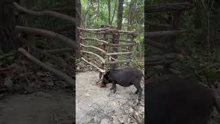 DIY wild boar trap shortvideo [upl. by Thalia]