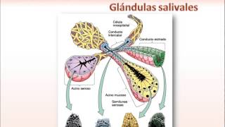 Glándulas Salivales Introducción [upl. by Mathews]