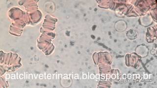 Trypanosoma evansi em sangue de cão Objetiva 100x [upl. by Chainey235]