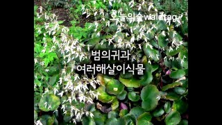 바위취 Saxifraga stolonifera [upl. by Gnart]